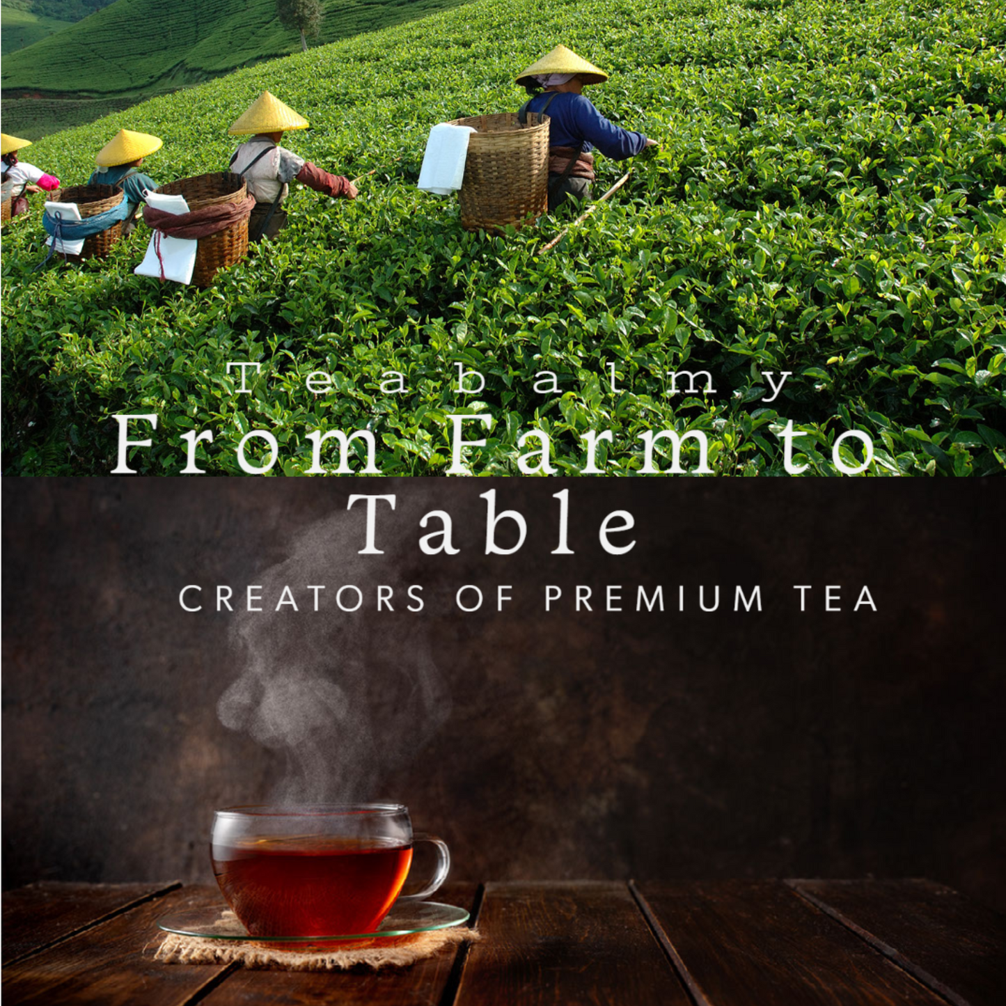 Teabalmy Organic Mao Feng Green Tea - Loose Leaf Tea.