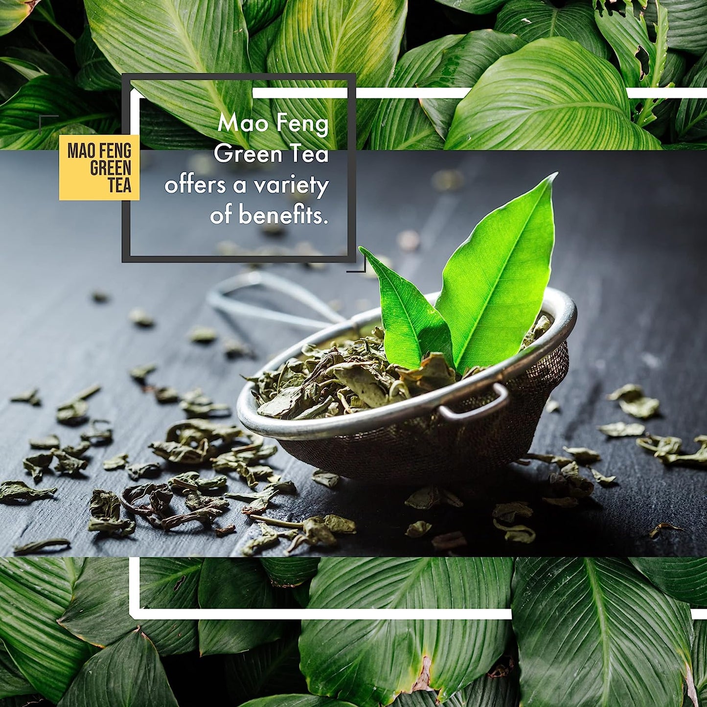 Teabalmy Mao Feng Green Tea - Antioxidant Rich Green Tea - Pure All Natural Loose Leaf Organically Grown.